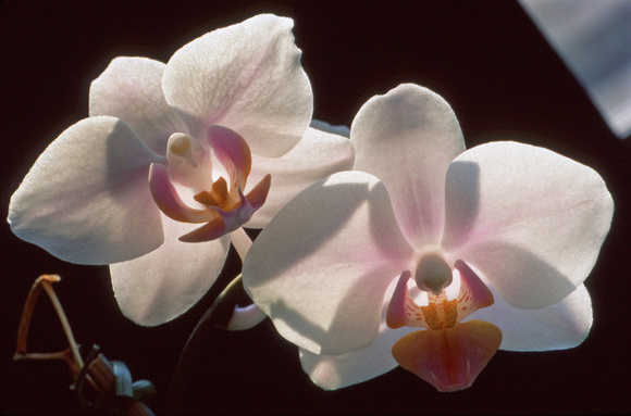 Two gorgeous white orchids