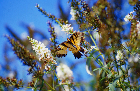 Eastern Tiger Wwallowtail