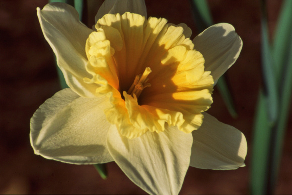 Yellowish daffodil up close