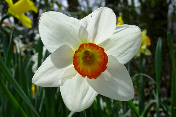 white and orange daffodil