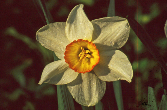 White yellow orange flower