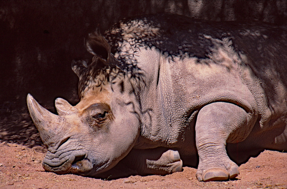 Sleeping rhino