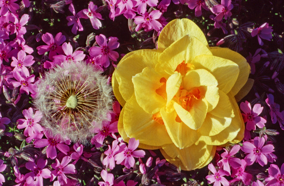 Dandelion and yellow daffodil