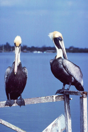 Two brown pelicans