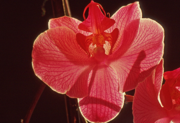 Reddish orchid closeup