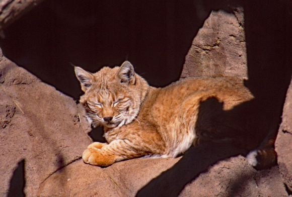 Sleeping lynx