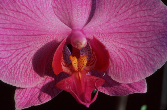 Pink orchid zoom in