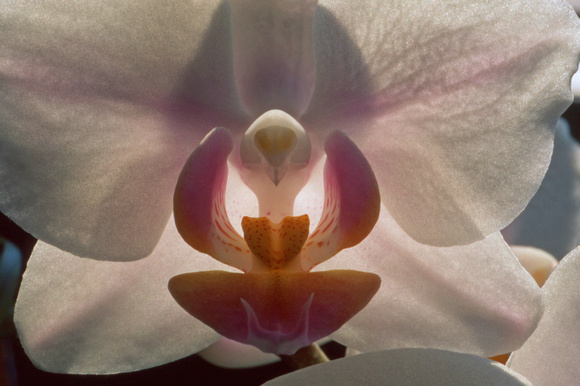 White orchid detail