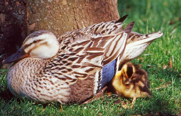 Mother mallard duck and hatchling