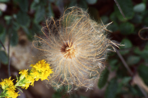 Dandelion and yellow flower