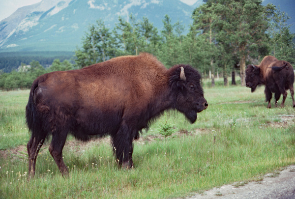 Bison on side of road