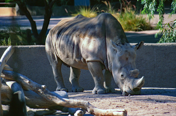 Rhino in zoo