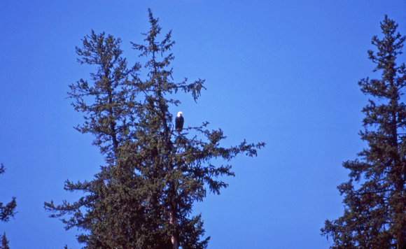 Bald eagle on branch