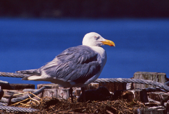 Herring gull with eye closed