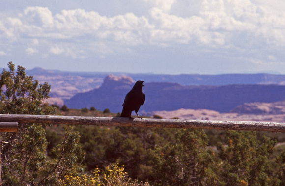 Black crow at Bryce overlook
