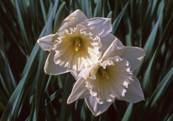 White daffodils with tinge of yellow