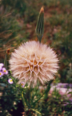 Spherical dandelion