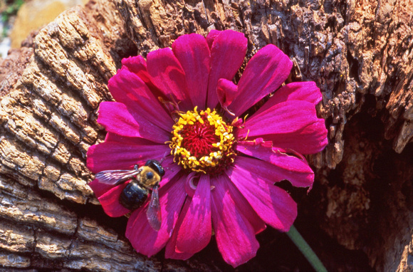Bee and magenta flower