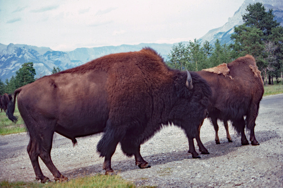Two bisons in road