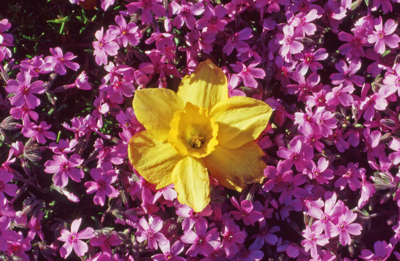 Yellow daffodil over creeping phlox