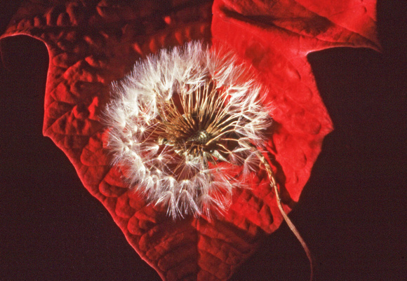 Dandelion and red leaf