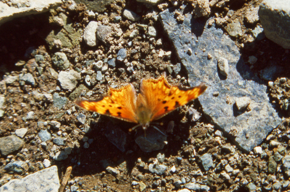 Question mark butterfly (Eastern Copper)