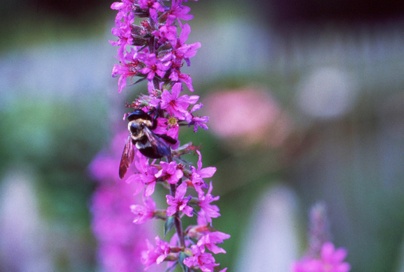 Bee on magenta flower1