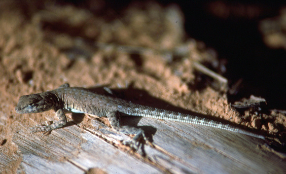 Gecko in Utah